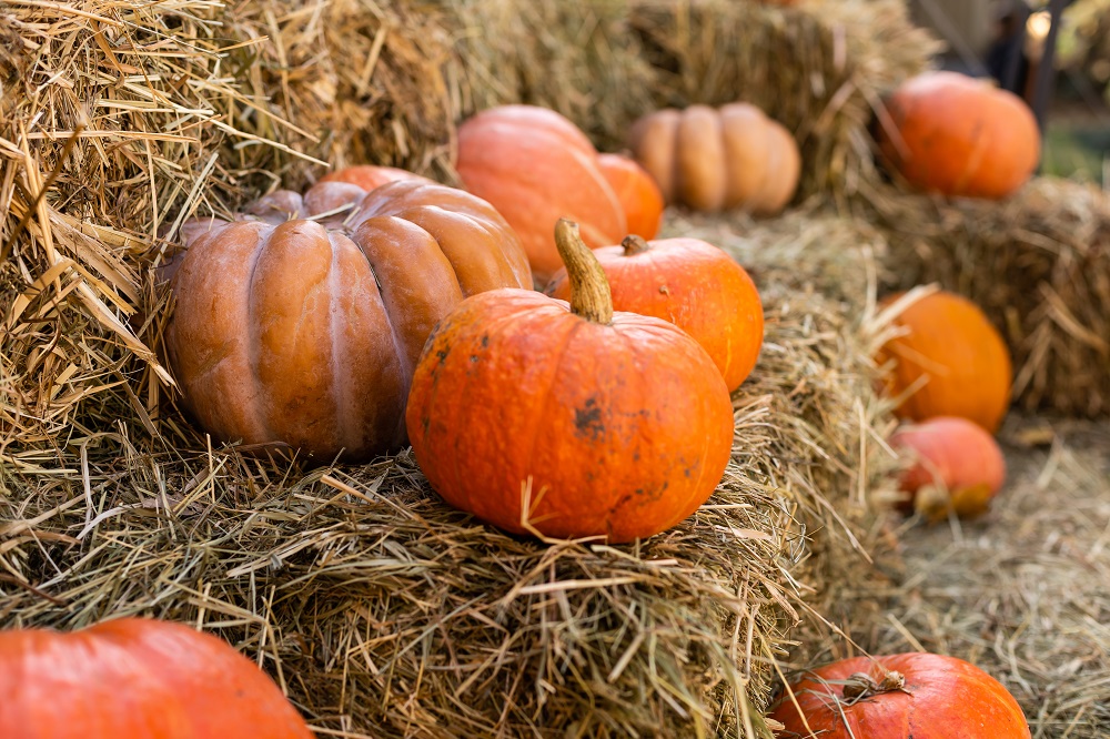 Orange pumpkins